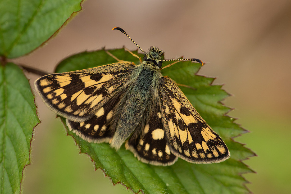 Chequered Skipper, Glasdrum Wood, May 2021