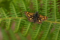 Chequered Skipper, Glasdrum Wood, May 2021.