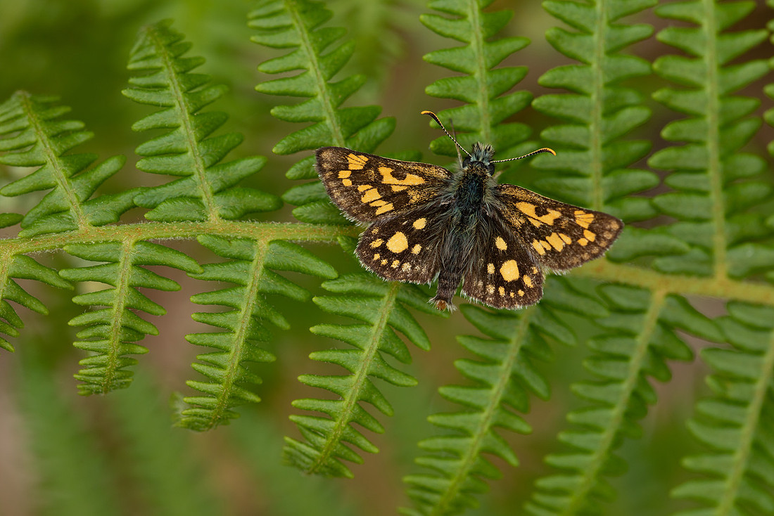 Chequered Skipper, Glasdrum Wood, May 2021.