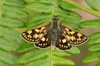 Chequered Skipper, Glasdrum Wood, May 2021