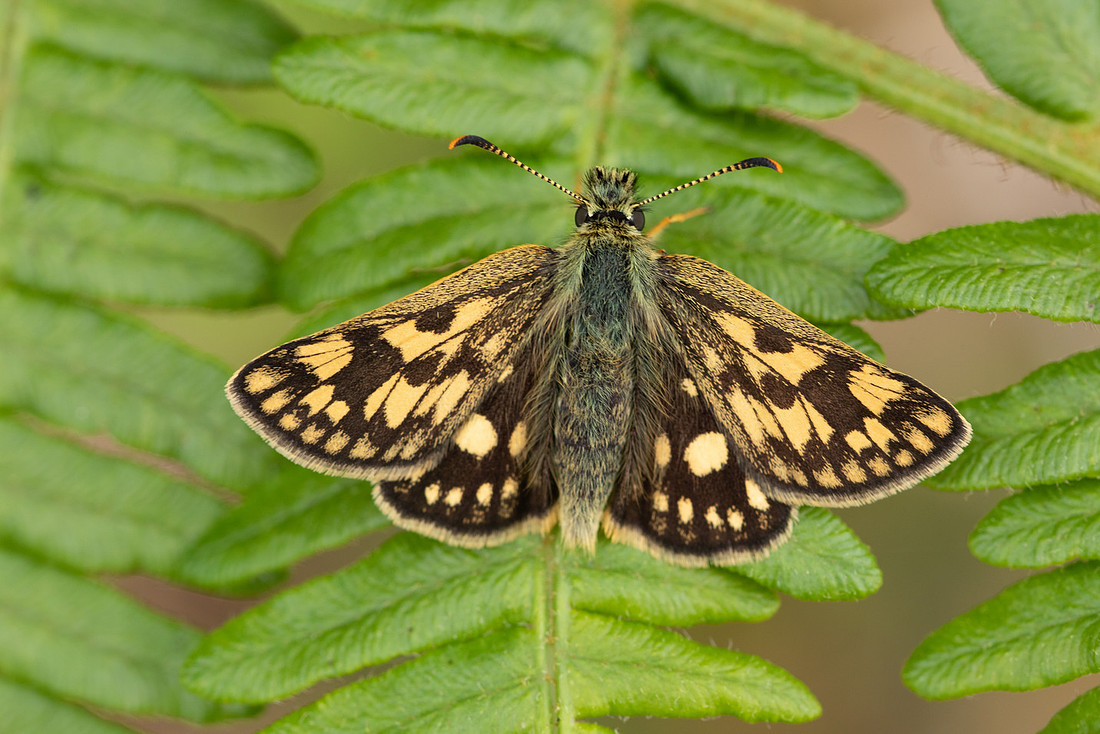 Chequered Skipper, Glasdrum Wood, May 2021