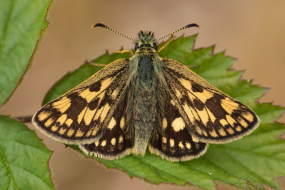 Chequered Skipper, Glasdrum Wood, May 2021