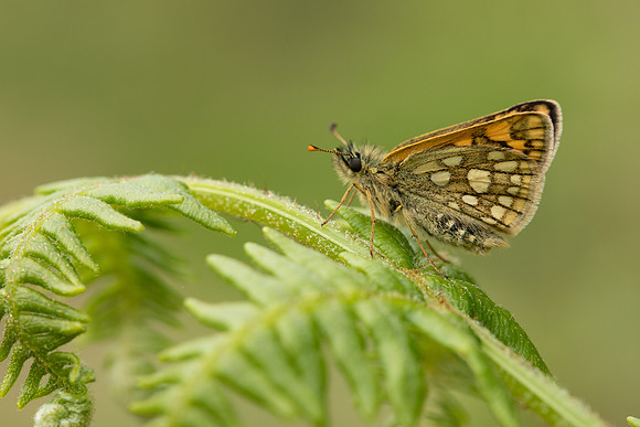 Chequered Skipper, Glasdrum Wood, May 2021