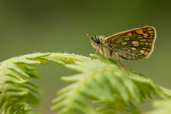 Chequered Skipper, Glasdrum Wood, May 2021