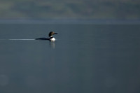 Great northern Diver