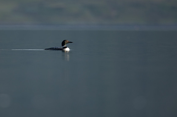 Great-Northern Diver, Isle of Mull, May 2021.