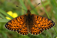 Small Pearl Bordered fritillary