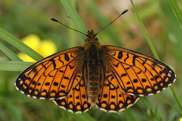 Small Pearl Bordered Fritillary, Glasdrum Wood, May 2021.