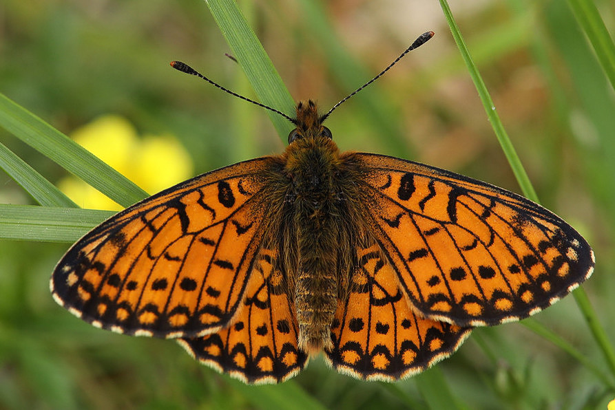 Small Pearl Bordered Fritillary, Glasdrum Wood, May 2021.