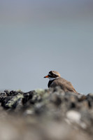 Ringed Plover, Iona, May 2021