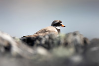 Ringed Plover, Iona, May 2021
