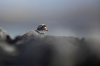 Ringed Plover, Iona, May 2021