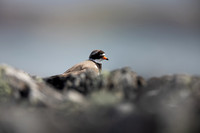 Ringed Plover, Iona, May 2021