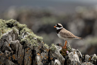 Ringed Plover, Iona, May 2021