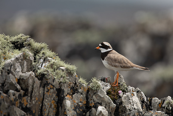 Ringed Plover, Iona, May 2021