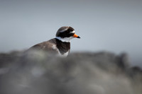 Ringed Plover, Iona, May 2021