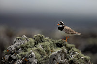 Ringed Plover, Iona, May 2021