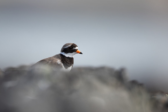 Ringed Plover, Iona, May 2021
