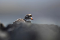 Ringed Plover
