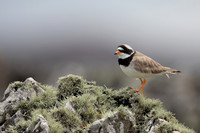 Ringed Plover, Iona, May 2021