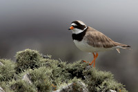 Ringed Plover, Iona, May 2021.