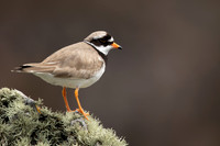 Ringed Plover, Iona, May 2021