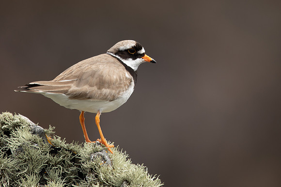 Ringed Plover, Iona, May 2021