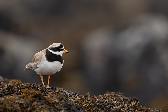 Ringed Plover, Iona, May 2021
