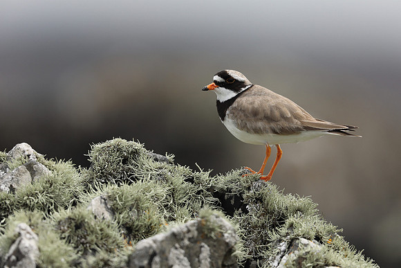 Ringed Plover, Iona, May 2021
