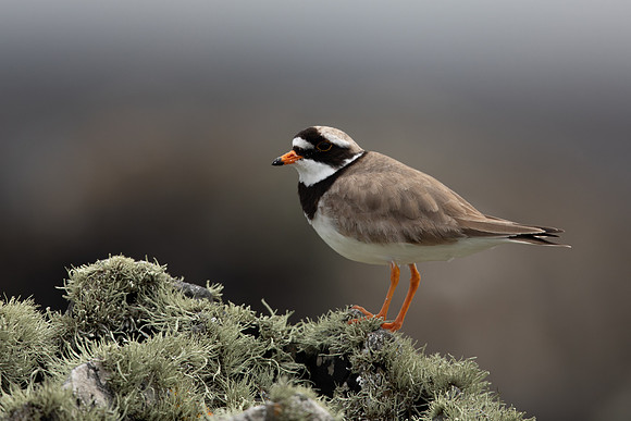 Ringed Plover, Iona, May 2021
