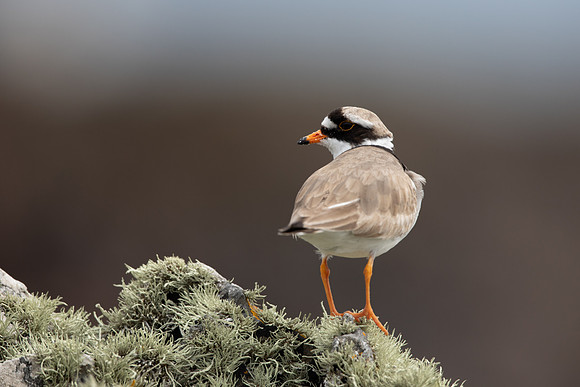 Ringed Plover, Iona, May 2021