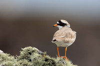 Ringed Plover, Iona, May 2021