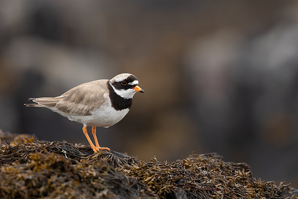 Ringed Plover, Iona, May 2021