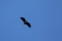 White-tailed Sea Eagle