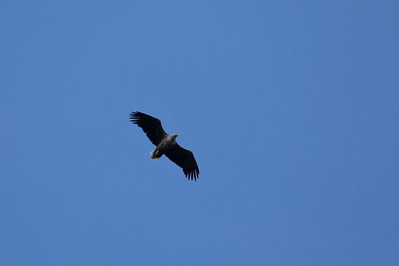 White-tailed Sea Eagle, Mull, May 2021.