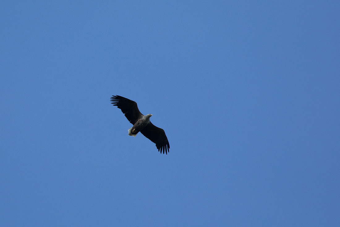 White-tailed Sea Eagle, Mull, May 2021.