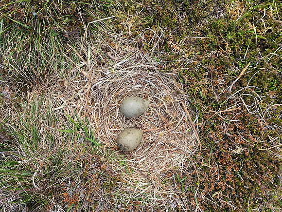 Great Skua, Lunga, May 2021