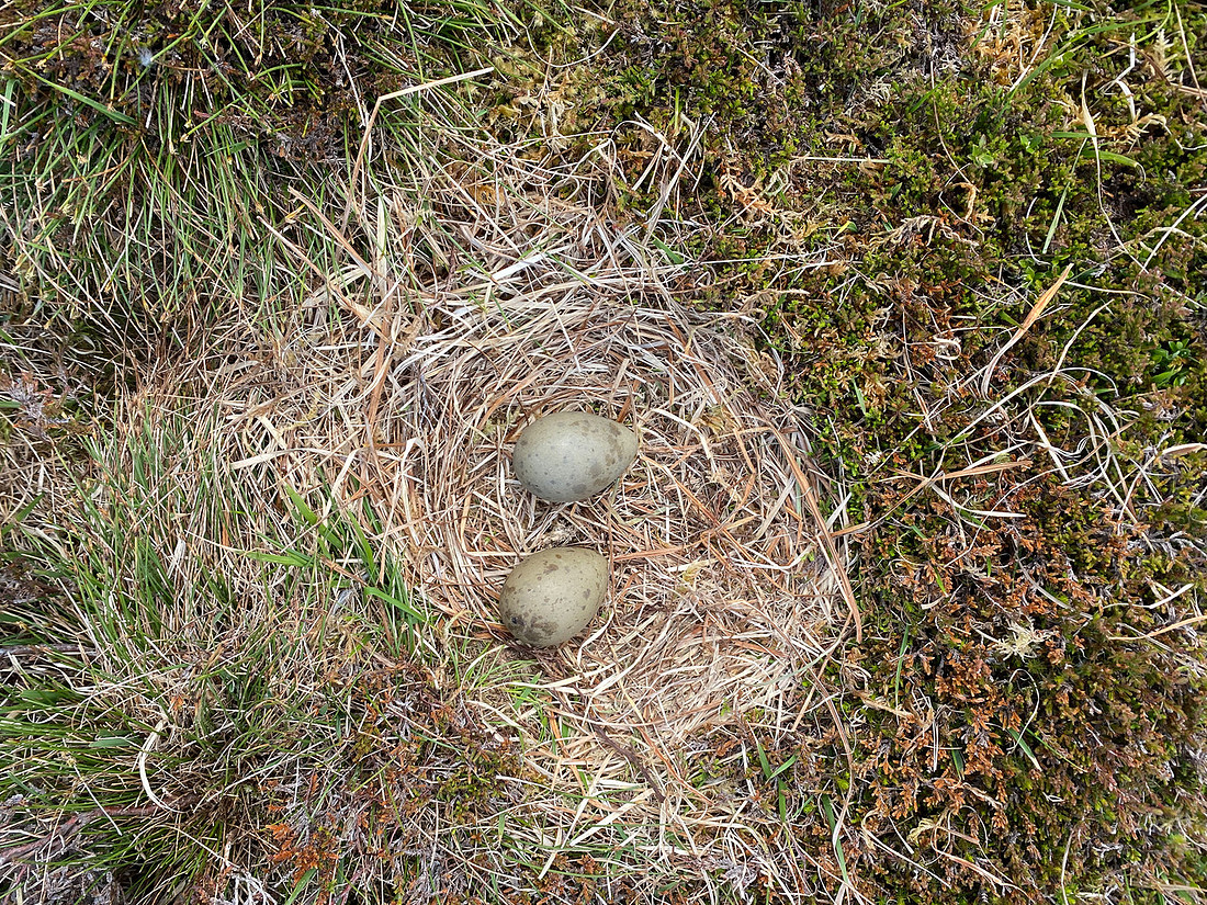 Great Skua, Lunga, May 2021