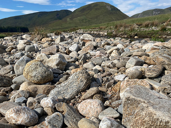 Oystercatcher, Findhorn Valley, June 2021