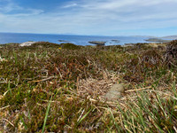 Great Skua, Lunga, May 2021