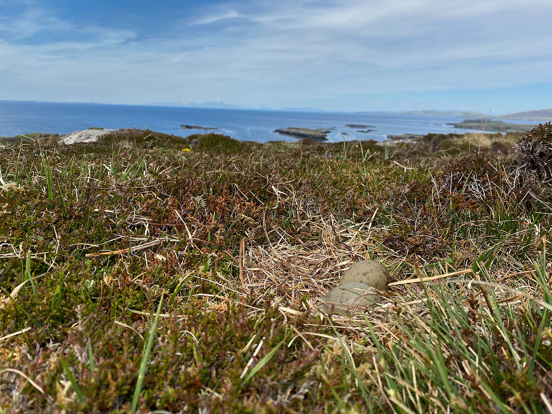 Great Skua, Lunga, May 2021