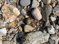 Oystercatcher, Findhorn Valley, June 2021