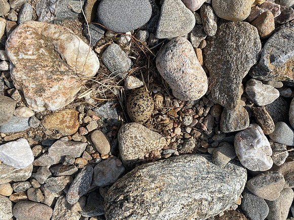 Oystercatcher, Findhorn Valley, June 2021