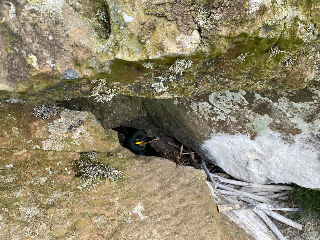 Shag, Lunga, May 2021