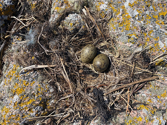 Common Gull, Mull, May, 2021