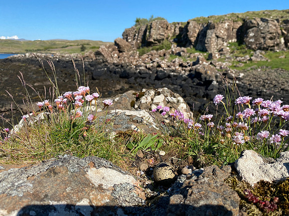 Oystercatcher, Mull, May, 2021
