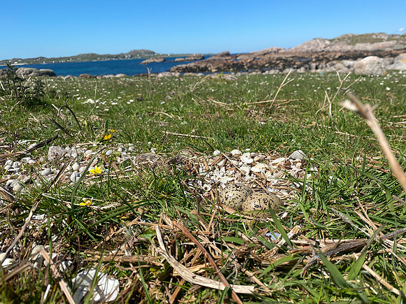 Oystercatcher, Iona, May, 2021