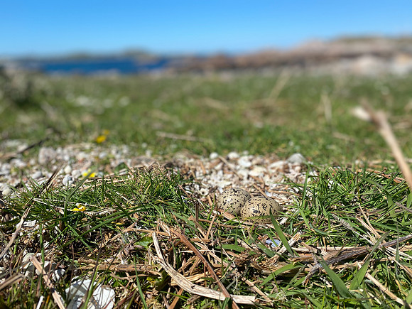 Oystercatcher, Iona, May, 2021
