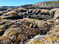 Common Gull, Mull, May, 2021