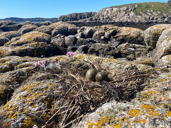 Common Gull, Mull, May, 2021